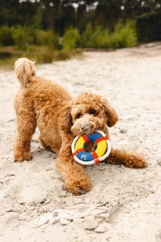 Preview: Wasserspielzeug - Boje - verschiedene Größen